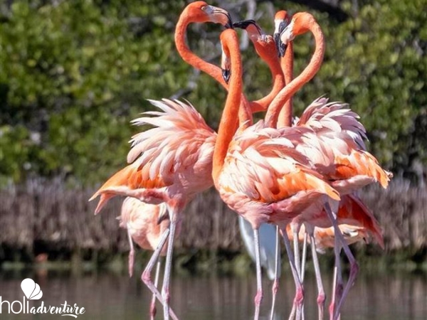 Flamenco Birdwatching in Cayo Coco - Nature Tour "Birdwatching"