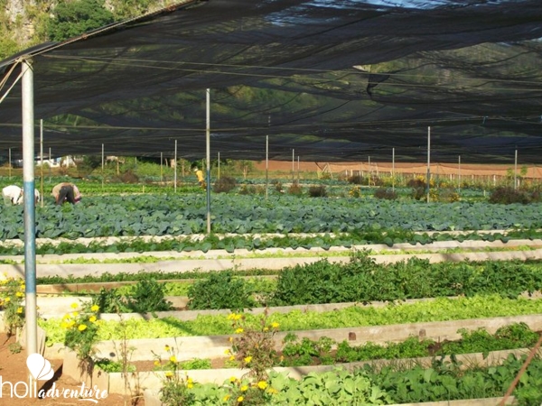 “Visit to a Cuban Farm” Tour - “VISIT TO A CUBAN FARM” Tour