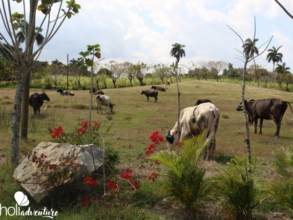 Vista Hermosa Farm-Havana-Cuba - Jeep Safari "VISTA HERMOSA FARM"