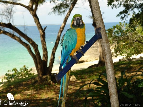 fauna cayo saetia - Jeep Safari "Discovering Cayo Saetía"
