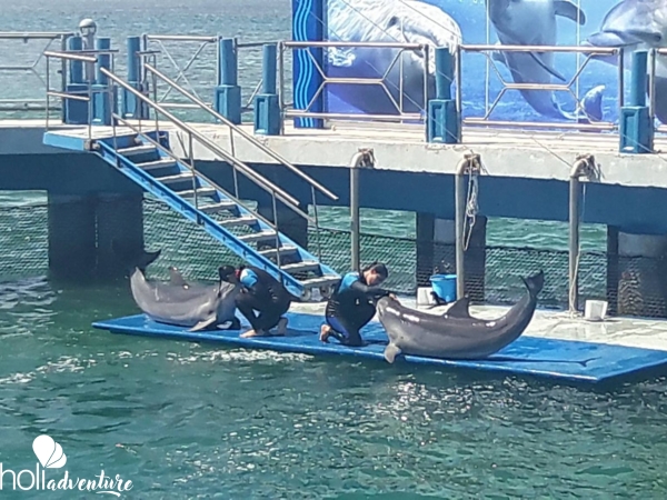  - “DOLPHIN SHOW AT THE DOLPHINARIUM IN CAYO SANTA MARIA“ Tour