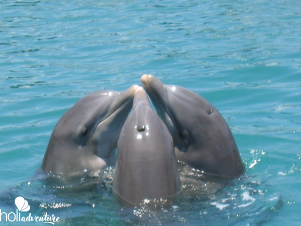 Bahía de Naranjo dolphinarium, Holguín - "Swimming with Dolphins in Bahía de Naranjo" Tour