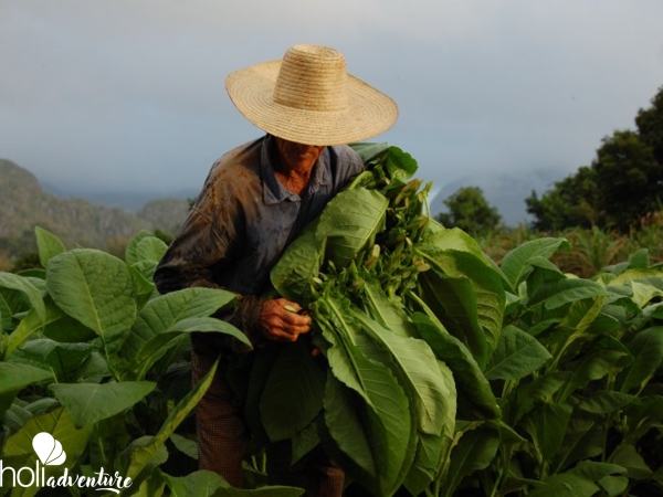 Tobacco collection-Viñales-Pinar del Río - Tobacco Route: visit to Pinar del Río
