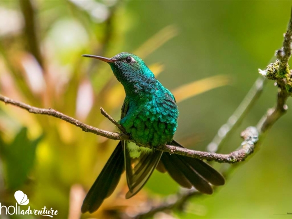 Colibri,  Rocazul biopark, Holguín - "Bird watching in Bioparque Rocazul" tour