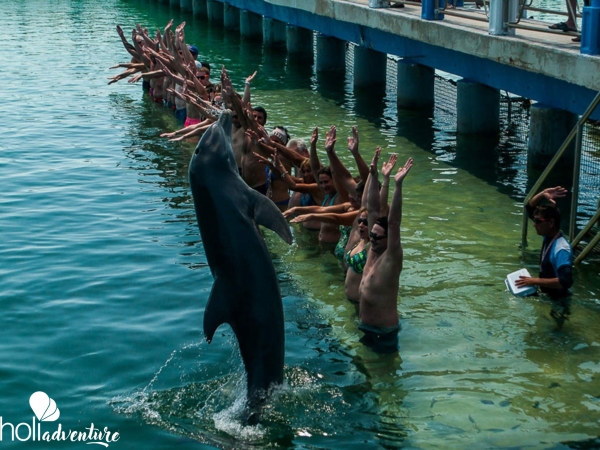 "Fantasy with Dolphins and Sea Lions" Tour - "FANTASY WITH DOLPHINS AND SEA LIONS" Tour
