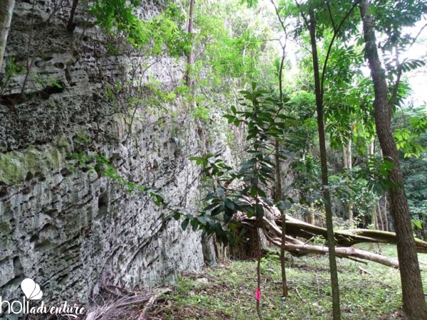 the-fossil-forest-tour - “The Fossil Forest” Tour