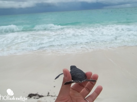 Turtle Nesting and Release Sighting" Tour - "Turtle Nesting and Release Sighting" Tour