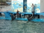 Sea lions and dolphins shows, naranjo Bay Aquarium, Holguin