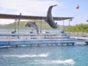 Sea lions and dolphins shows, naranjo Bay Aquarium, Holguin