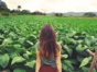 Tobacco plantations, panoramic view, Jeep “Overnight Terrazas- Viñales”