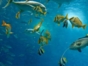 Snorkeling in the coral reff in Santa Lucia