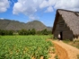 “Habana - Pinar del Río - Viñales” Tour