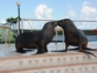 Sea lions and dolphins shows, naranjo Bay Aquarium, Holguin