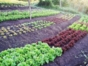 Vista Hermosa -La Mora organic farm-Havana-Cuba