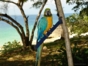 fauna cayo saetia
