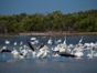 Birds in Las salinas - "Night birdwatching"