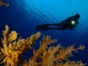 "Diving in Playa Larga-Playa Girón"