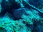 "ACUC International Certification Dive Courses" Cienfuegos
