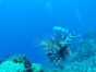 "ACUC International Certification Dive Courses" Cienfuegos