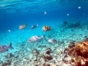 Snorkeling in Cayo Coco