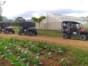 Buggy Tour, Viñales, Pinar del Rio, Cuba