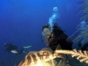 Dive activities