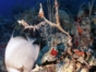 Dive activities