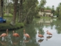 Flamingos on the lake