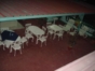 House's terrace view