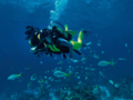 "Diving in Albacora Dive Center" Marea del Portillo Tour